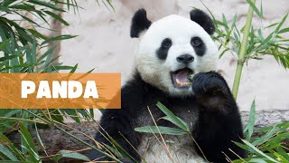 PANDA: A COMPREHENSIVE EXPLORATION by The Fauna Corner 160 views 1 month ago 7 minutes, 24 seconds