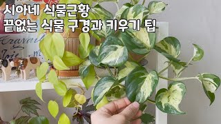 [식물근황] 새로운 식물, 끝없는 식물구경과 키우는 소소한 팁들(잎이 갈색으로 변해요, 잎이 쭈글거려요, 자라지 않아요 등)