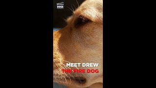 Meet Drew The Fire Dog | Dogs In Shorts