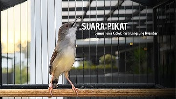 Burung Ciblek SEMI Gacor NGEBREN Untuk Pancingan Ciblek dan MASTERAN BURUNG Kesayangan Anda