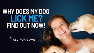 What does it mean when a dog licks you? | Why is my log licking me? | Dog training | Dog Licks