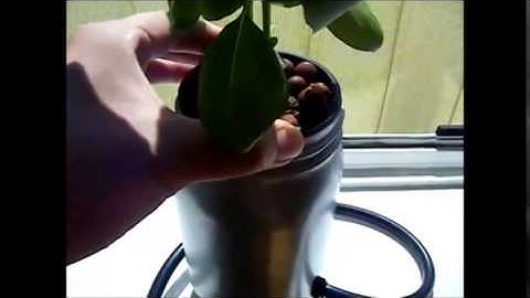 Extremely simple DIY ebb and flow hydroponics system  part 2