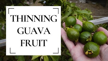 The importance of thinning guava fruit - A comprehensive guide