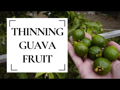 Video: Je třeba guajavy ředit: Výhody ředění plodů guajavy