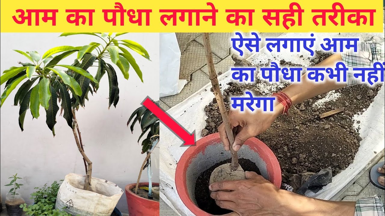 आम का पौधा लगाने का सही तरीका ||aam ka paudha kaise lagaen | how to ...