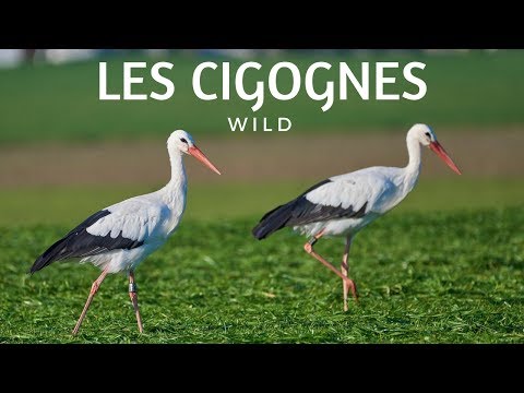 Vidéo: Cigogne