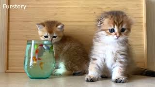 Cute Kittens Meet Fish for the First Time - Who is Your Favorite Kitten?