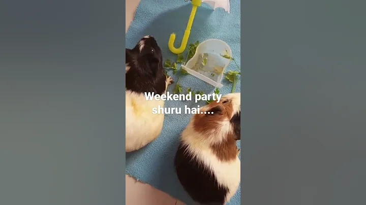 Chester n Coco enjoying weekend ....