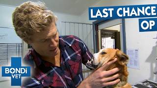 Dog With Missing Nose Needs Reconstructive Surgery  | Bondi Vet S5 Ep3