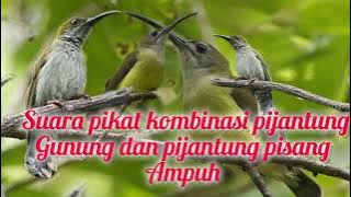 SUARA PIKAT KOMBINASI BURUNG PIJANTUNG PISANG DAN PIJANTUNG GUNUNG AMPUH