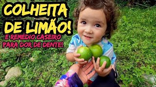 COLHEITA DE LIMÃO E REMÉDIO CASEIRO PARA DOR DE DENTE!🍋