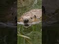 #InternationalBeaverDay starring Justine Beaver | San Diego Zoo #shorts