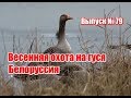 Весенняя охота на гуся | Белоруссия | Выпуск №79 (UKR)