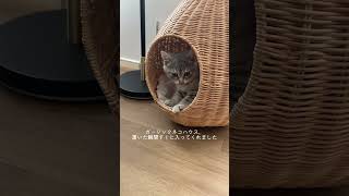 お迎えしてから14日目です