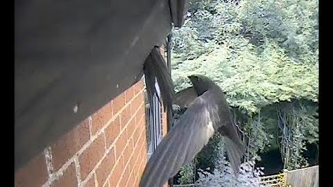 Two swifts try to get into the nest box