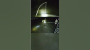 cắm câu cá lăng đêm #cauca #fishing