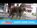 LAST VIDEO for 2018!!!  Happy New Year!!! #HopeForPaws #hope