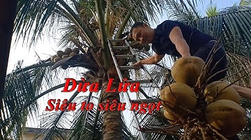 Dừa Lửa Siêu To Siêu Ngọt Khổng Lồ || Huan Channel.