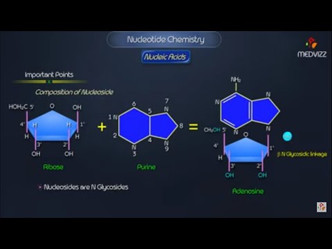 Nucleotide Chemistry - Nucleic Acids , Medical biochemistry