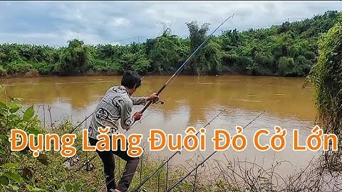 Câu Cá Sông Bé, Vịnh Rộng Đẹp Thích Hợp Săng Hàng/#104/Hòa Vlog 934.