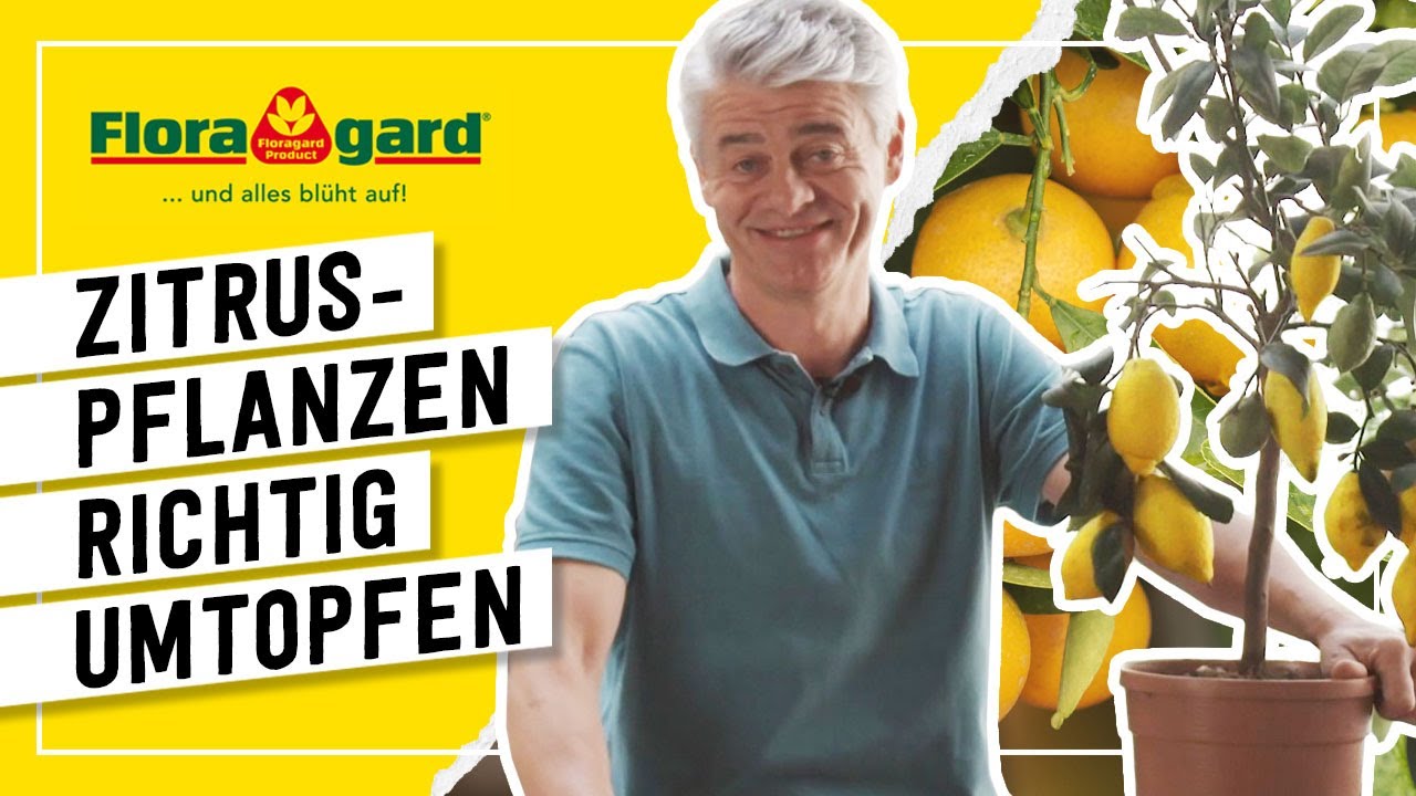 dnger sprhen Weinreben Dnger von Flora Boost  Fr gesundes Wachstum und krftige  Trauben