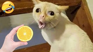 Funniest Animals 😄 New Funny Cats and Dogs Videos 2024😹🐶 Box Studios