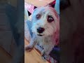 cachorrinho fofinho 😻😻#petsfofinhos #pets #cachorrosdivertidos #cachorros #cachorro #youtubeshorts