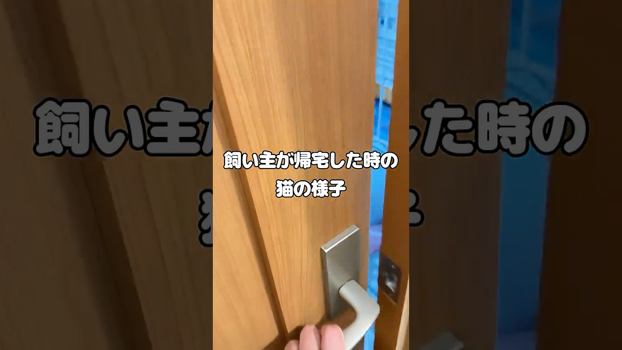 飼い主が帰宅した時の猫の反応の違い