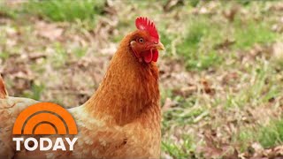 Lethal Type Of Bird Flu Devastates Poultry Farms On East Coast, Midwest