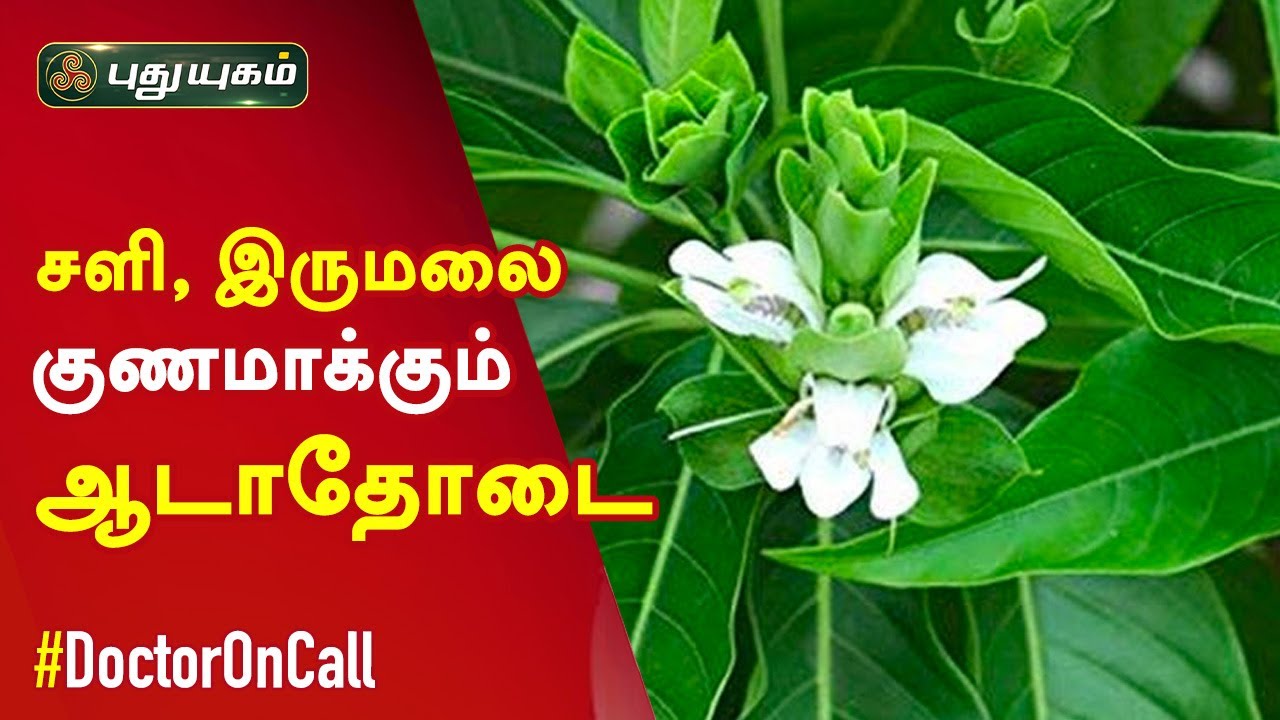 குழந்தைகளின் சளி, இருமலை போக்கும் ஆடாதோடை இலை! Doctor On Call | Puthuyugam TV