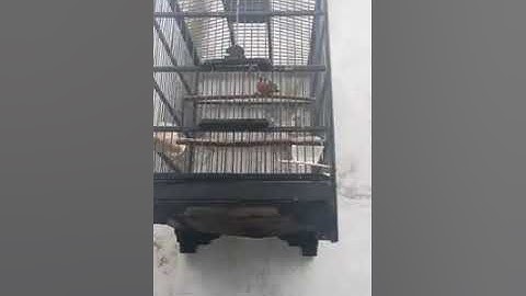 burung pancawarna gacor