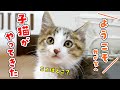 生後２ヶ月の子猫が我が家にやってきた初日の様子。これから末永くよろしくね