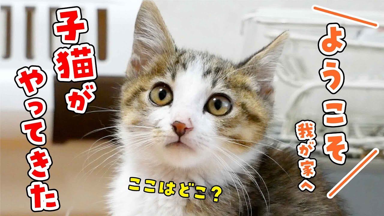 生後２ヶ月の子猫が我が家にやってきた初日の様子。これから末永くよろしくね