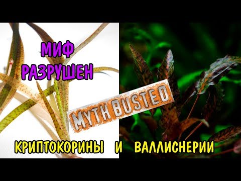 ОЧЕРЕДНОЙ МИФ РАЗРУШЕН. КРИПТОКОРИНЫ И ВАЛЛИСНЕРИИ ВМЕСТЕ