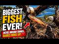 The Biggest Fish Ever 🐟😱 Shadow & The Babies Went CRAZY || 🦅 Jackie Couldn’t Even Control ❤️