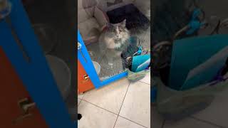 Cats at adoption center #adopt #dontpurchase #catlover #shorts