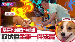 屈臣氏 Wats Petmacy 寵物藥妝呈獻煉狗術師III哥基乜都管乜都護 收伏佢全靠一件法寶Eric Ko鄺芷凡哥基第7集HOYHOYTV