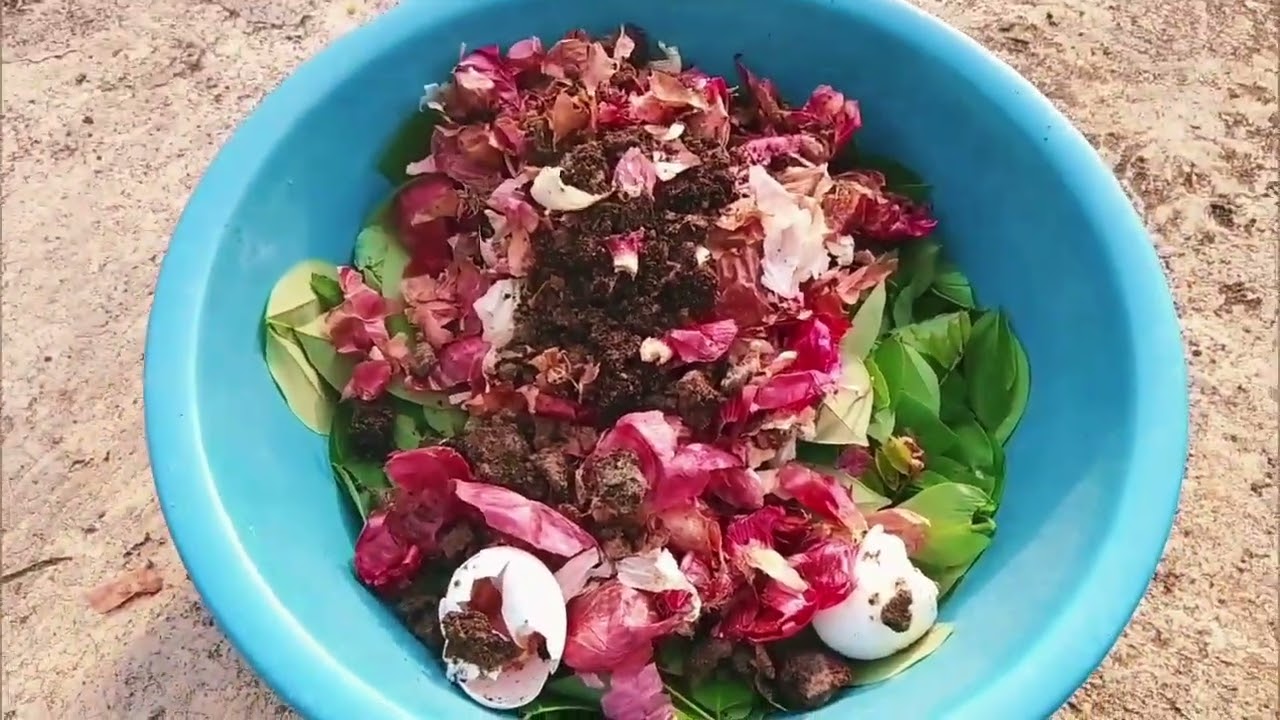 මුළු මිරිස් වගාවම පටන්ගත්තු දවසෙ ඉඳන්🙈🥹☘️