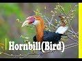 Hornbills Having Most Unique And Beautiful Beaks In The World | The Animal Adventure |