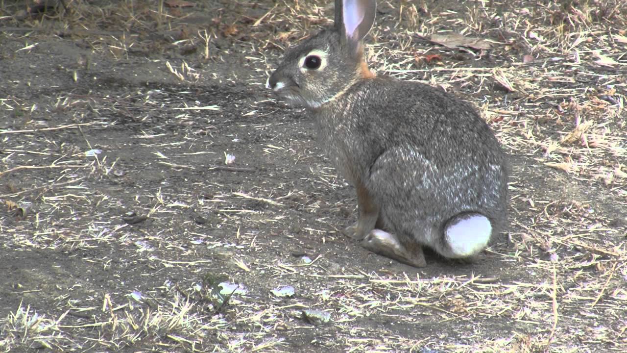 Wild Cottontail Rabbit's Morning Munchies in 720p HD V10238 YouTube