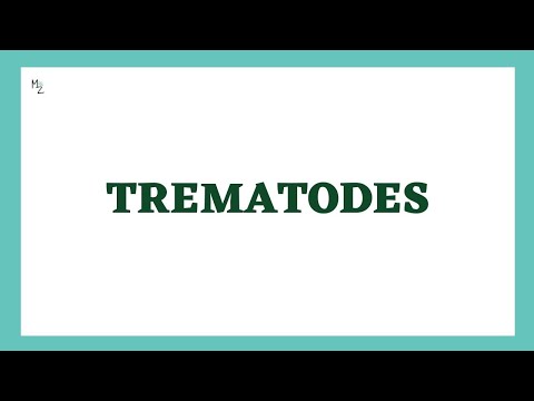 Trematodes Parasitology |
