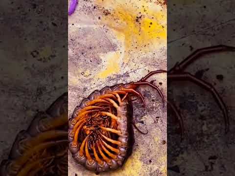 Video: Millipedes Dan Lipan Di Taman - Cara Mengawal Milipedes dan Lipan Taman