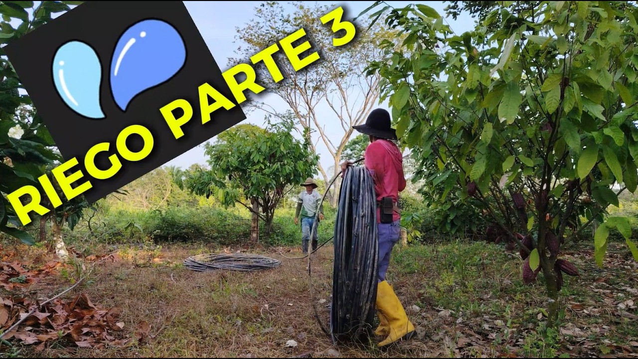 Cada paso cuenta: instalando riego en el cacao 💧🍫 | Parte 3 #campocolombiano #riego #farming