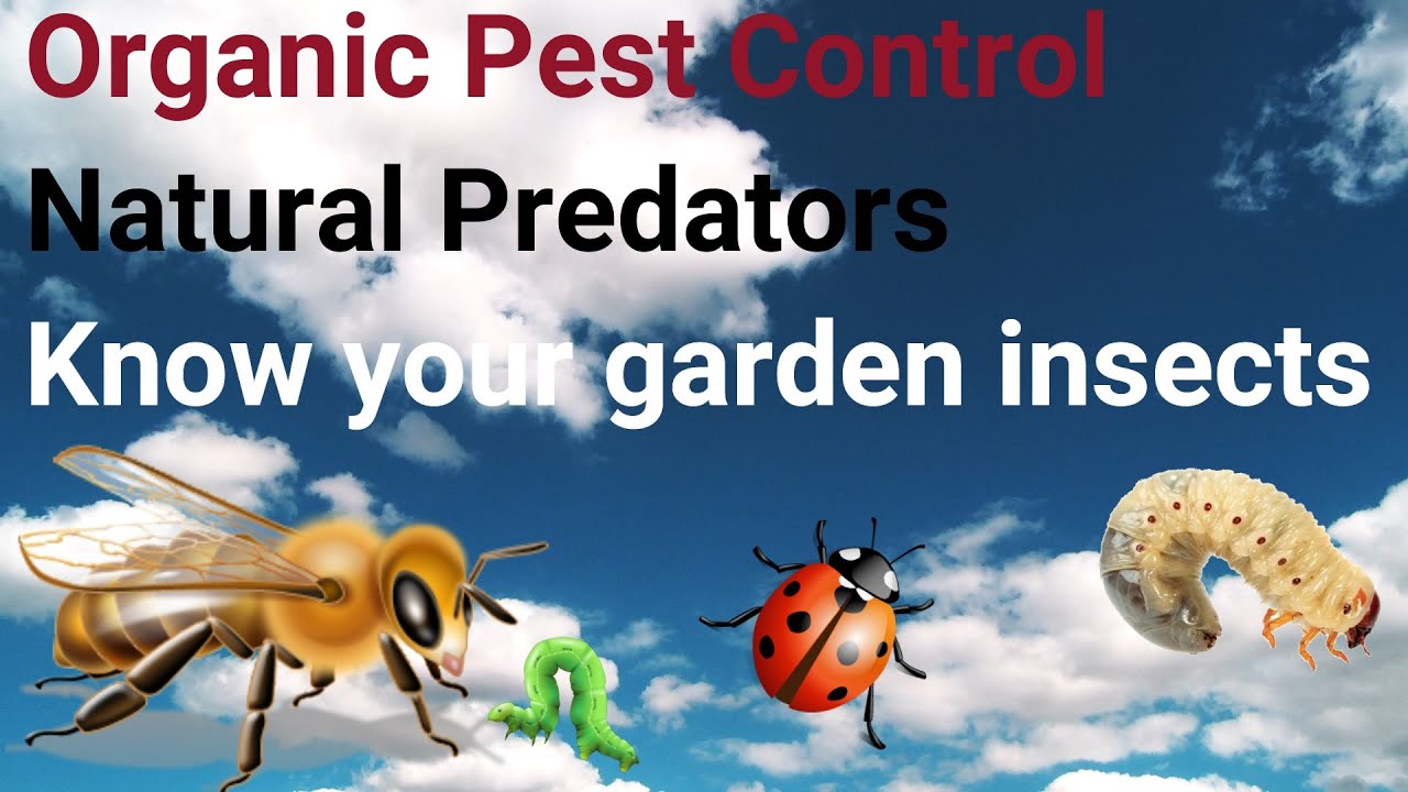 How to treat your garden bugs - YouTube
