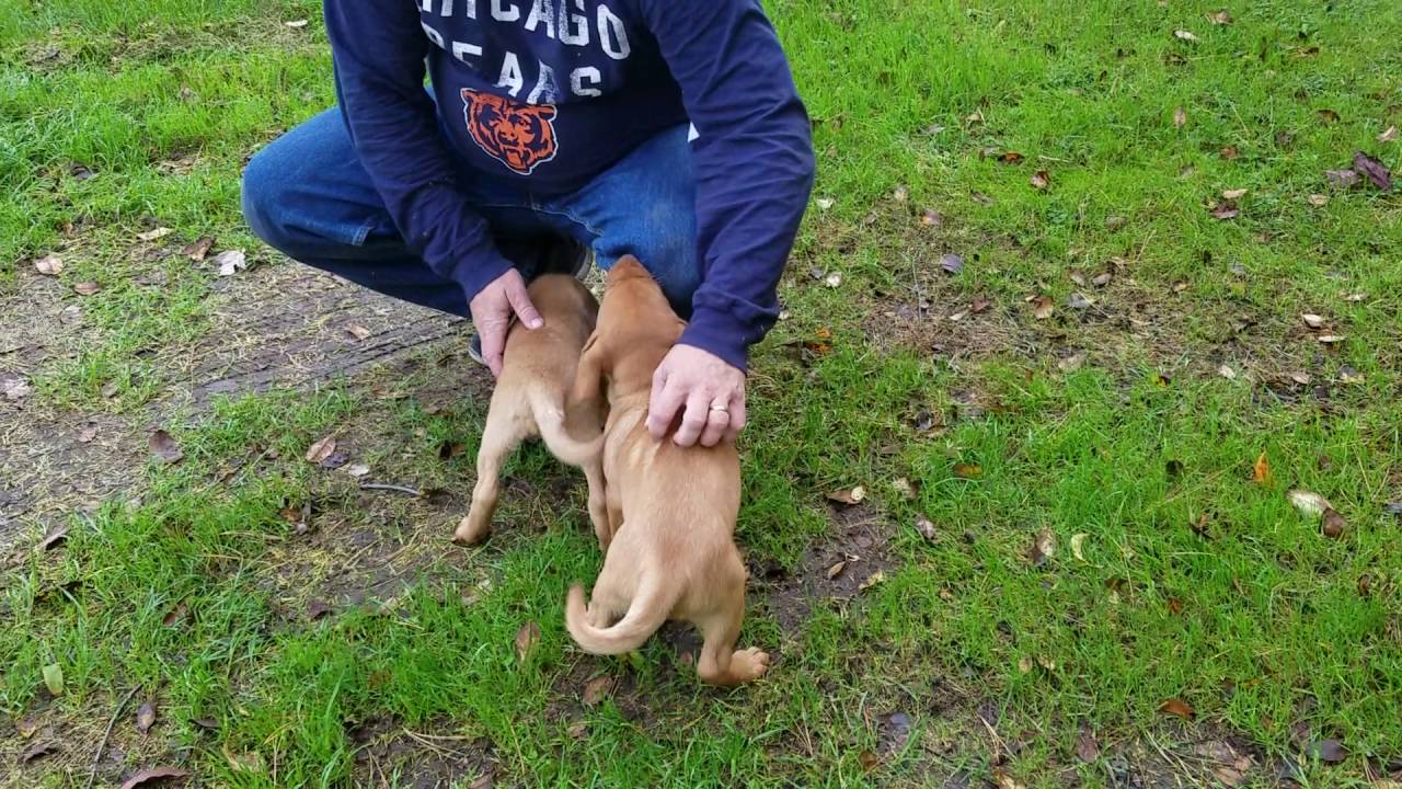 Fox red Labrador puppies playing - YouTube