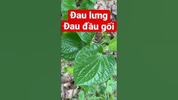 Bí mật chữa xương khớp với cây lá lốt #shorts #short #thaoduocquanhta #daulung