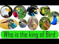 Who is the king of bird in the world in hindi
