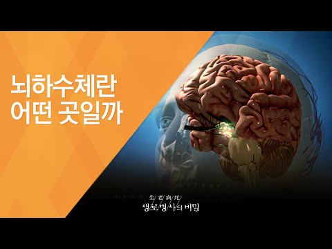 뇌하수체란 어떤 곳일까 - (20131204_485회 방송)_소리없는 저격수 - 뇌하수체 호르몬