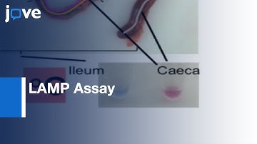 LAMP Assays for the Species-specific Detection of Eimeria | Protocol Preview
