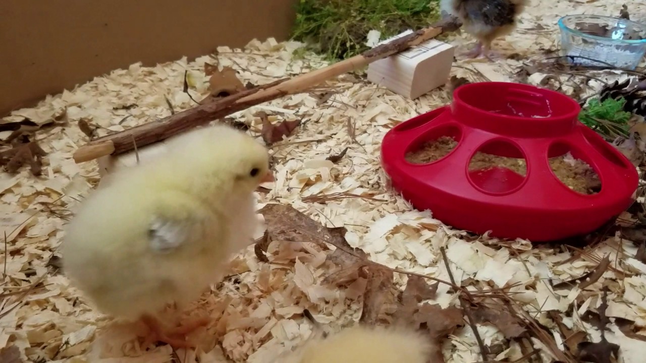 Chicks 4 days old adding new toys to the brooder YouTube